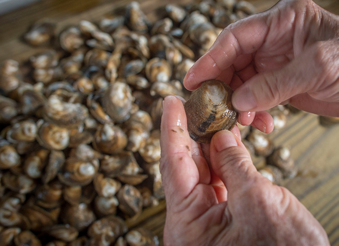 Aquaculture Clams