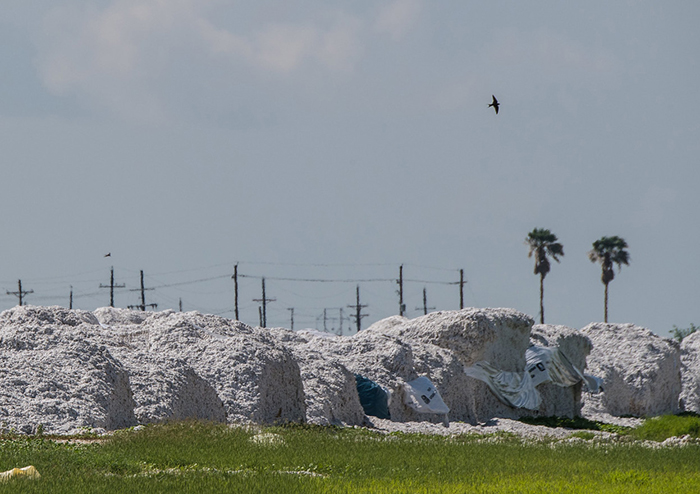 Hurricane Insurance Protection - Wind Index; Storm Damage