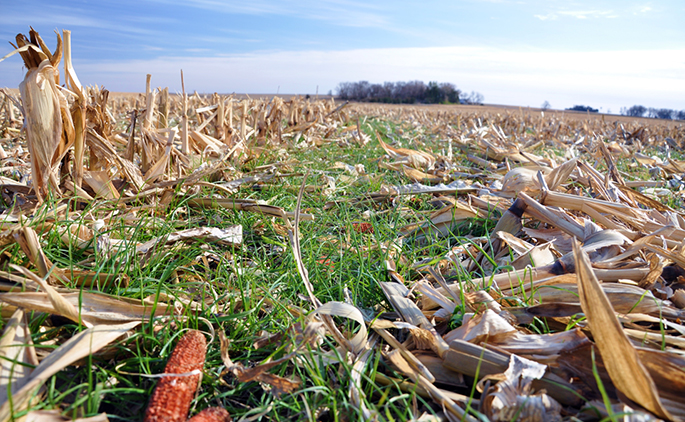 Cover Crops