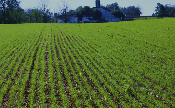 Cover Crops - green field