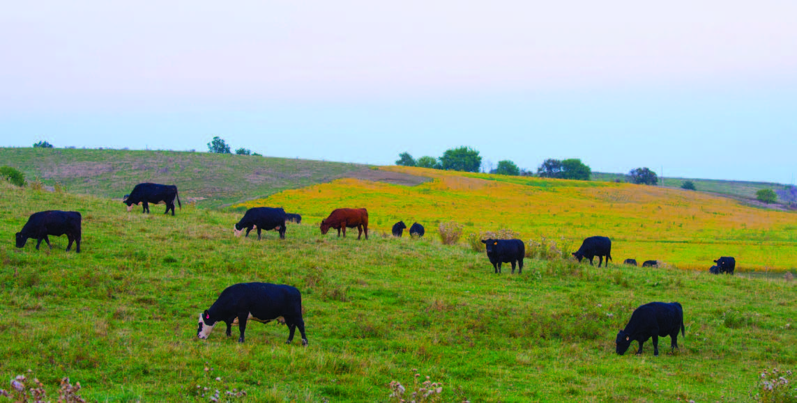 Cows