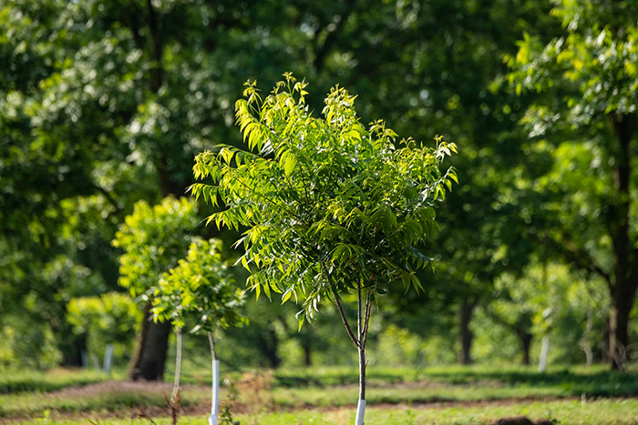 Pecan Trees