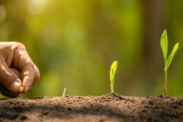 Hand planting seed along with plant sprouts