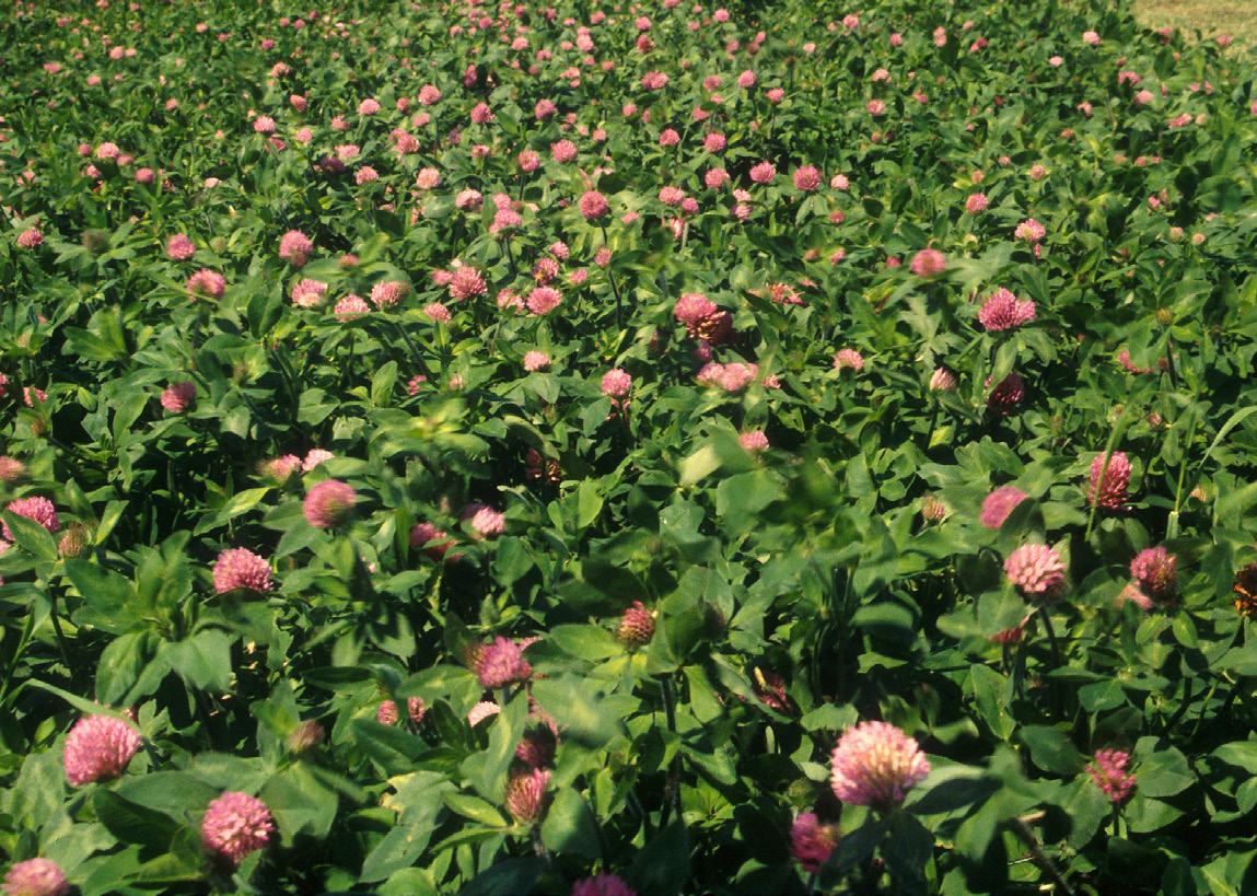 Clover Field