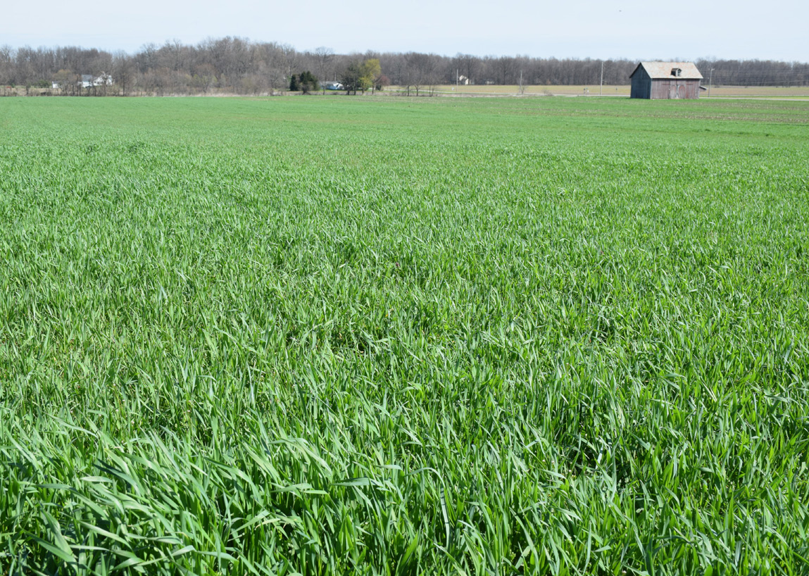 Cover Crop Field