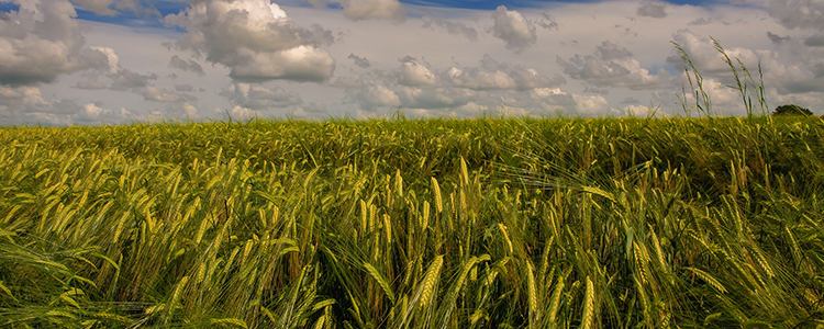 Alaska barley