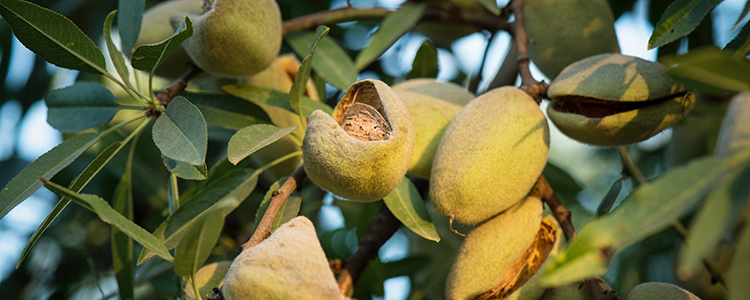 California almonds