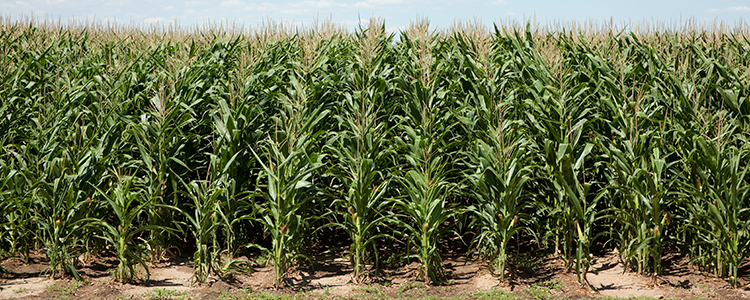 Colorado corn