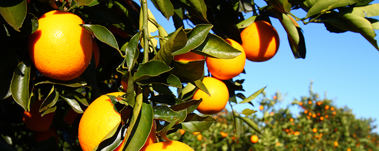 Florida citrus