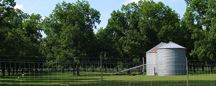 Georgia pecan trees