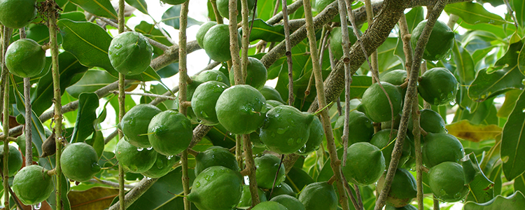 Hawaii macadamia tree