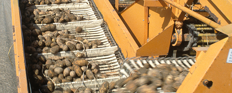 Idaho potatoes