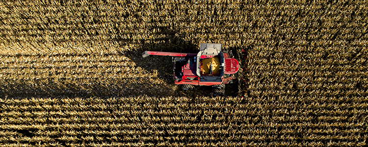 Illinois Corn Field