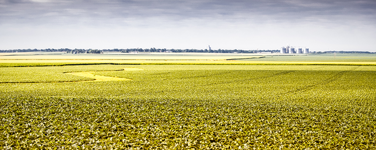 Illinois soybeans