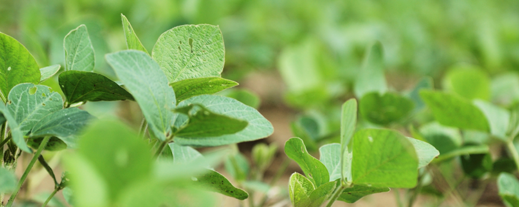 Indiana Soybeans