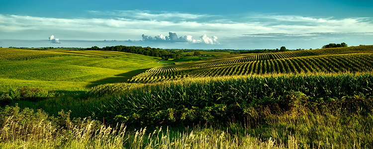 Iowa corn