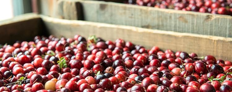 Massachusetts Cranberries