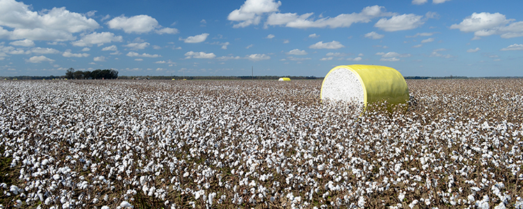 Mississippi Cotton