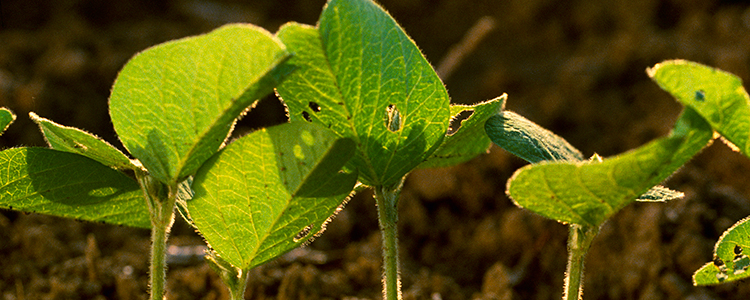 Mississippi Soybeans