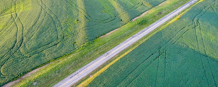 Missouri Soybeans