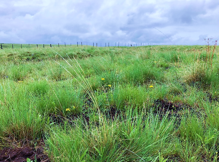 Native Sod