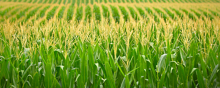 Nebraska Corn