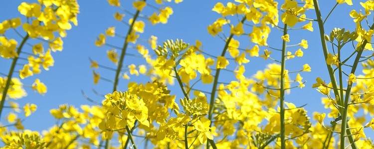 canola flowers