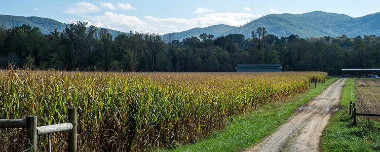 North Carolina Corn