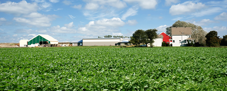 Ohio Soybeans