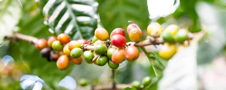 Pennsylvania Coffee