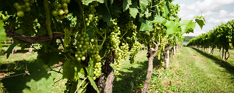 Rhode Island Grapes