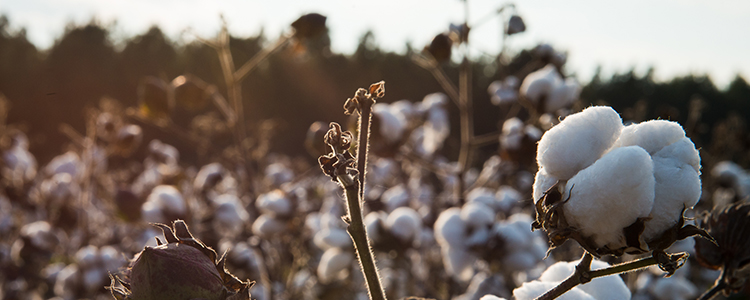 South Carolina Cotton