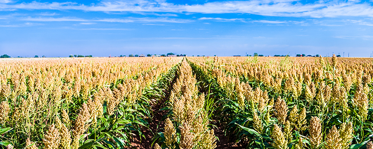 Texas Sorghum