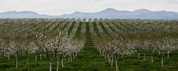 Utah Cherries