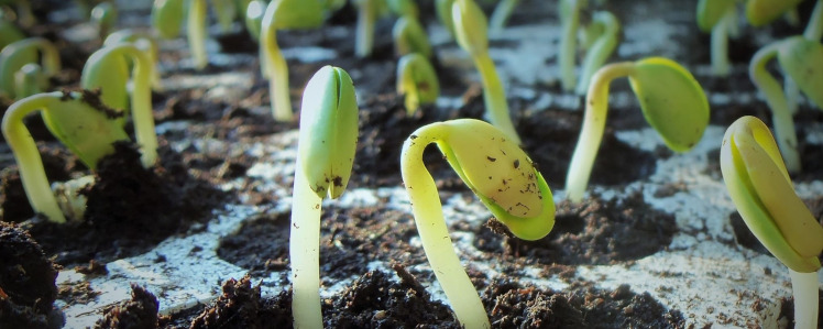 Soybean Seedlings