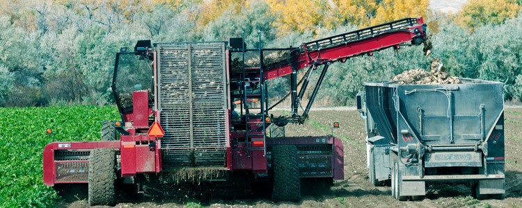 Sugar Beets