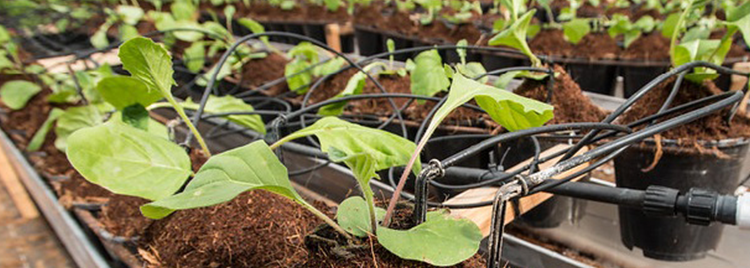 Potted plants in greenhouse