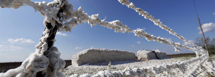 Texas cotton after Hurricane Harvey in 2017