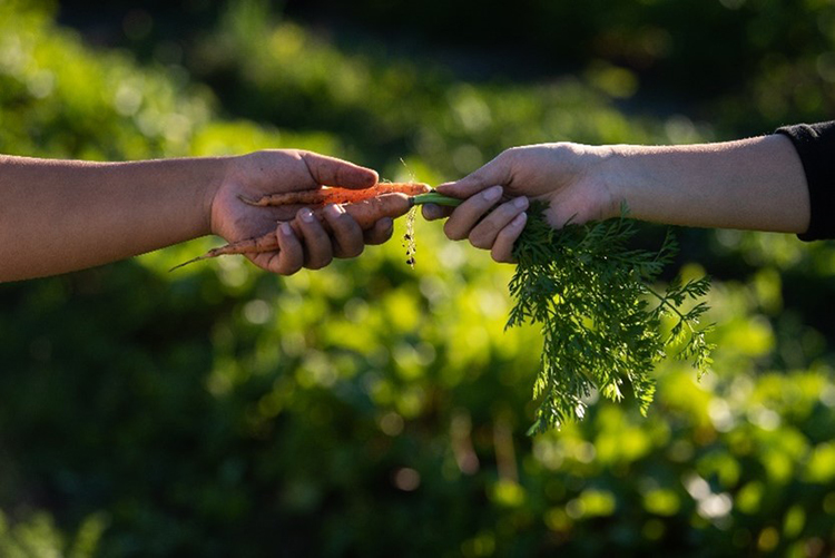 Two hands, one holding the carrot and the other holding the green carrot tops.