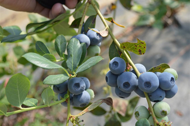 Organic Blueberries